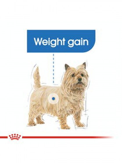 CCN LIGHT 12X85G_web2